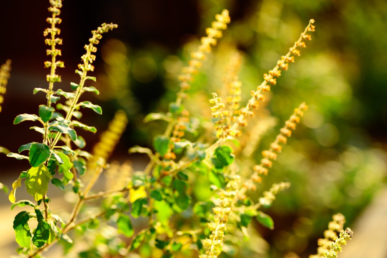 Базилик тонкоцветный (Туласи)