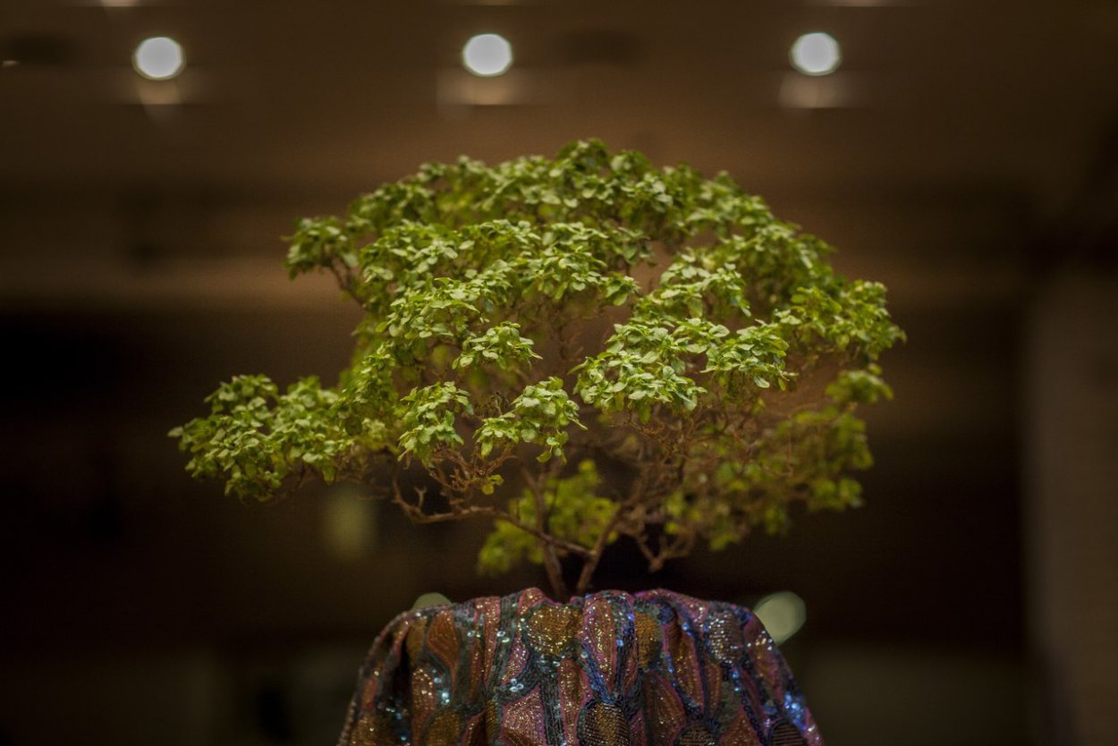 Священное дерево Туласи