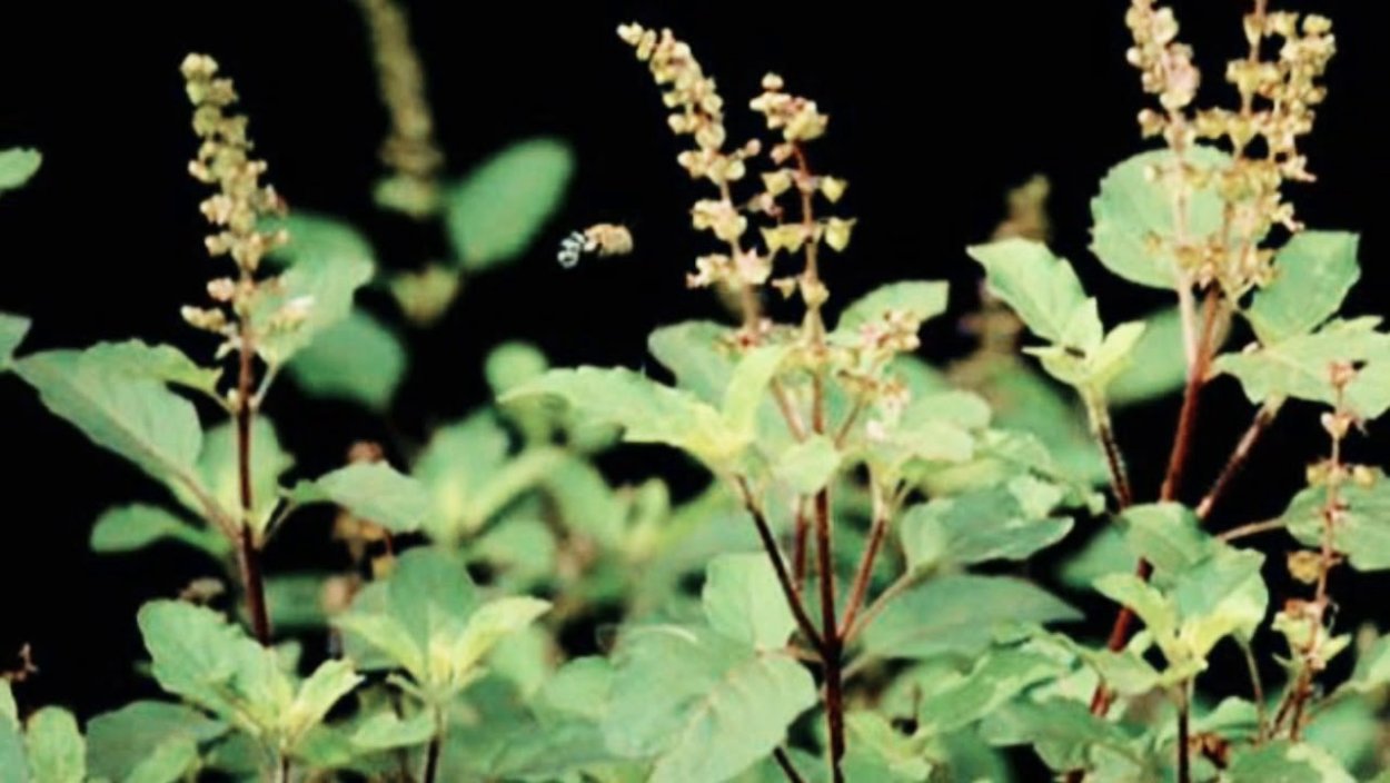 Катха растение