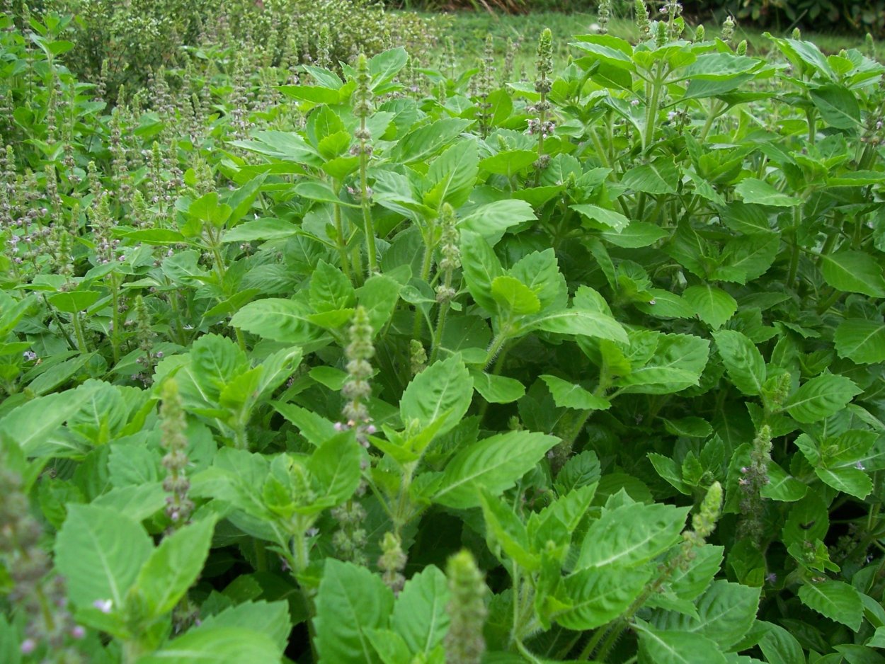 Tulsi Basil