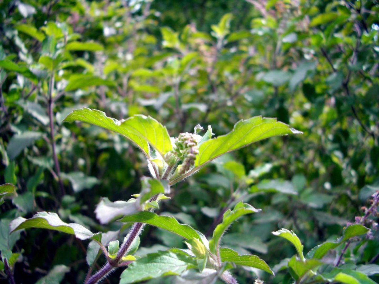 Туласи плоды