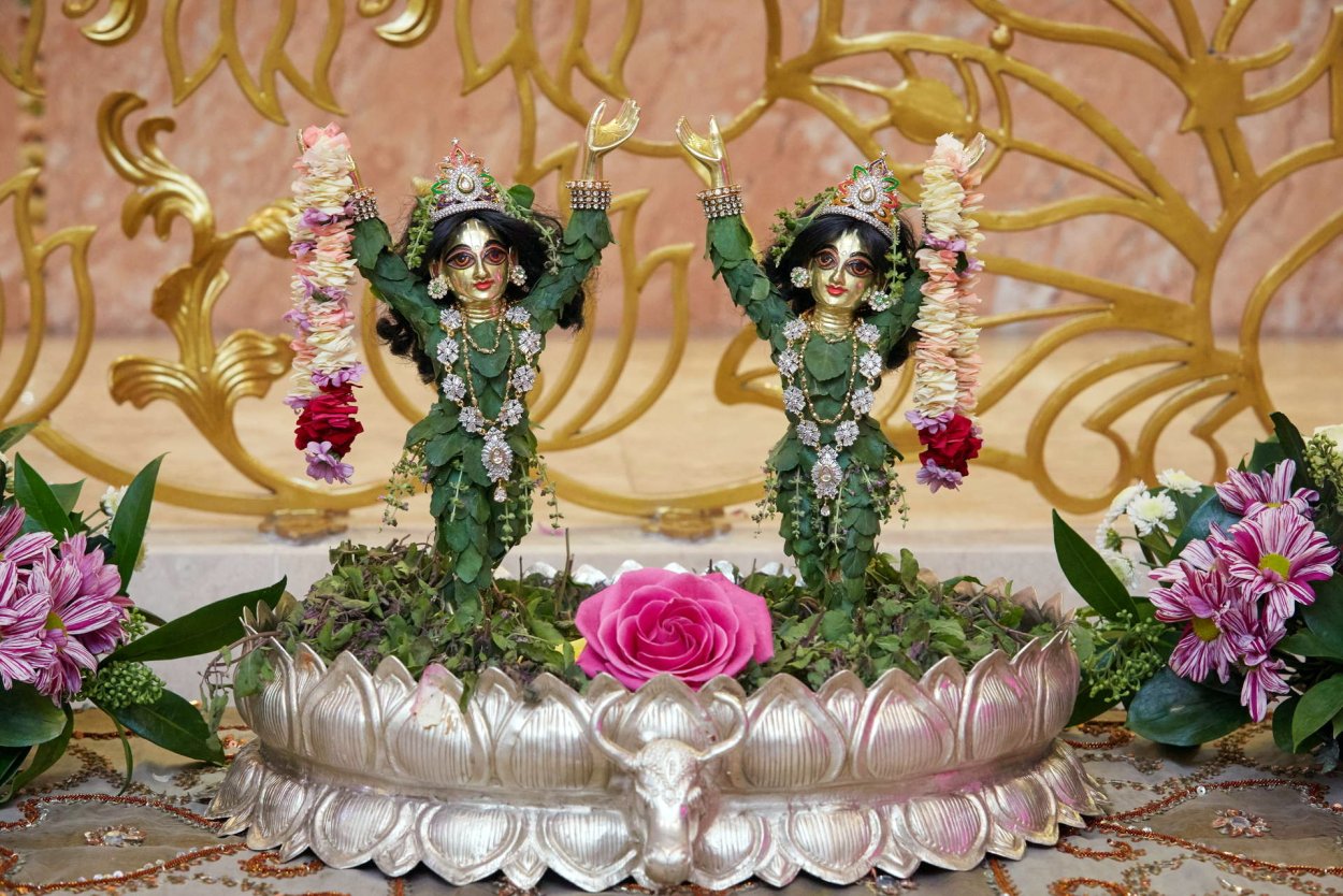 Пушпа Божест до верху лепестками