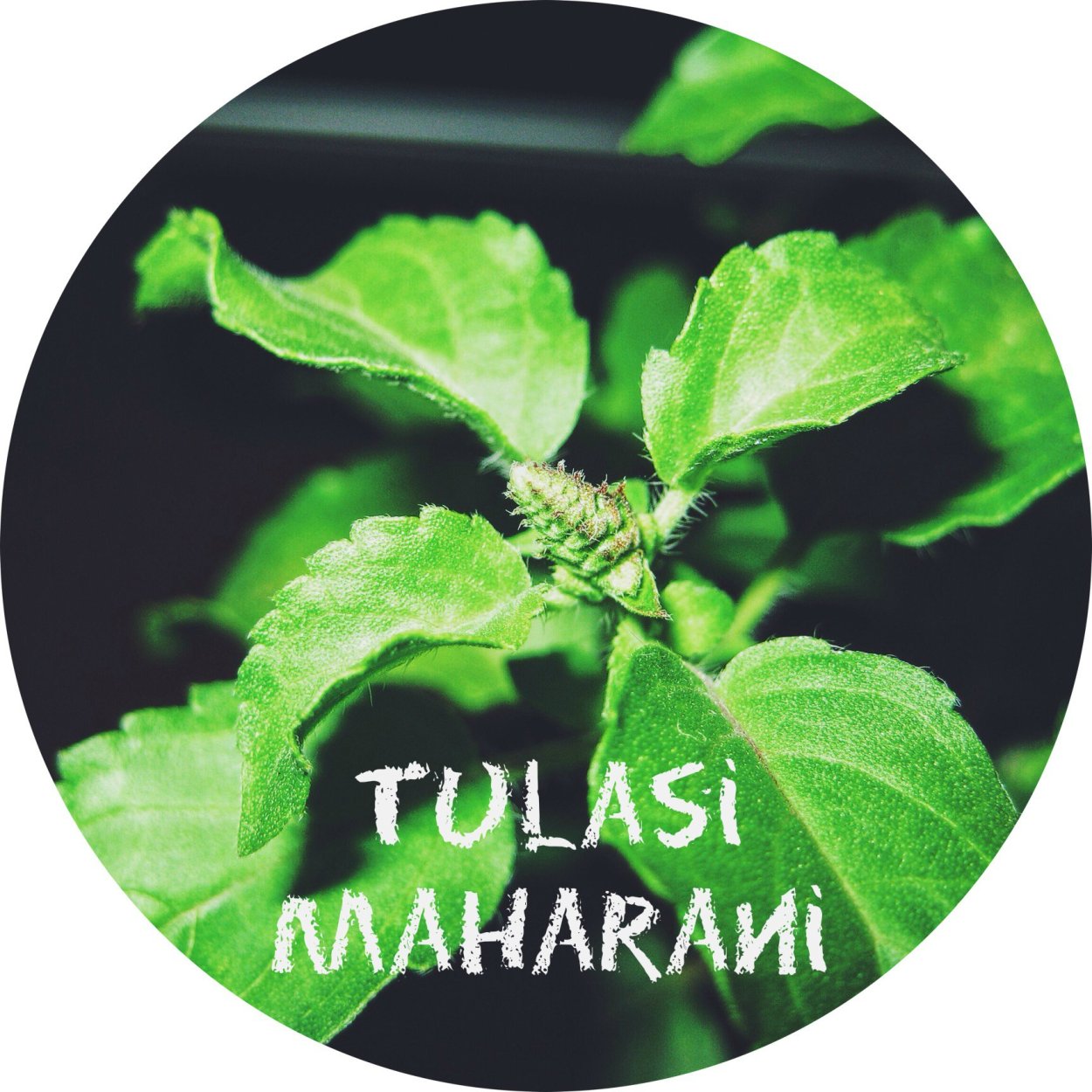 Крепление лампы Туласи