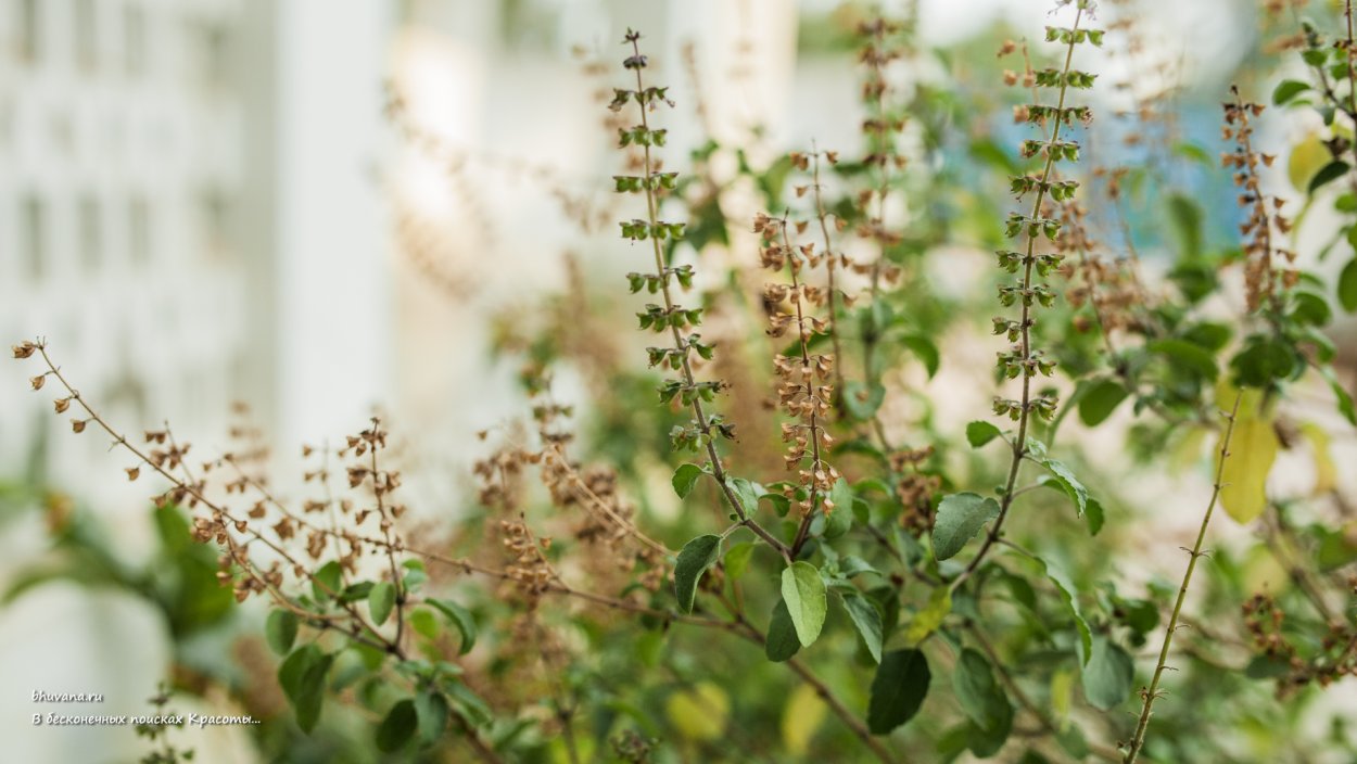 Гора Туласи общий вид