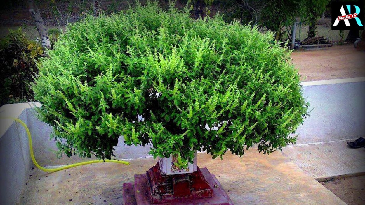 Туласи Деви растение