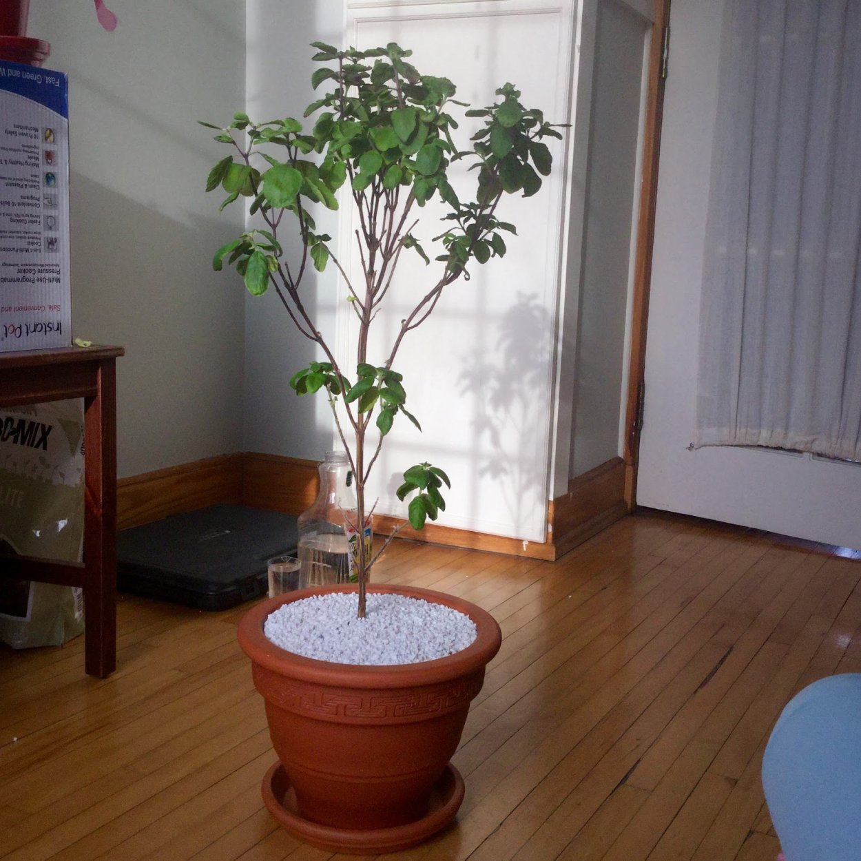 Семена Туласи