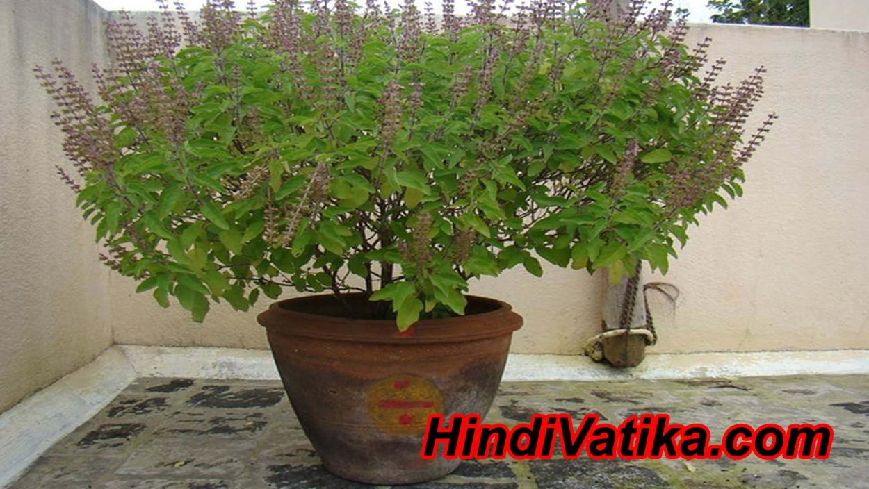 Корень Туласи