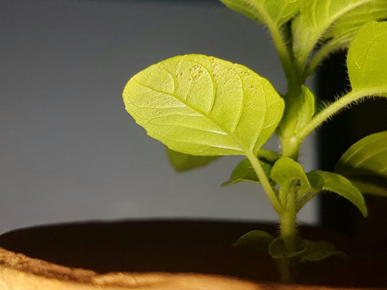 Паутинный клещ на Туласи