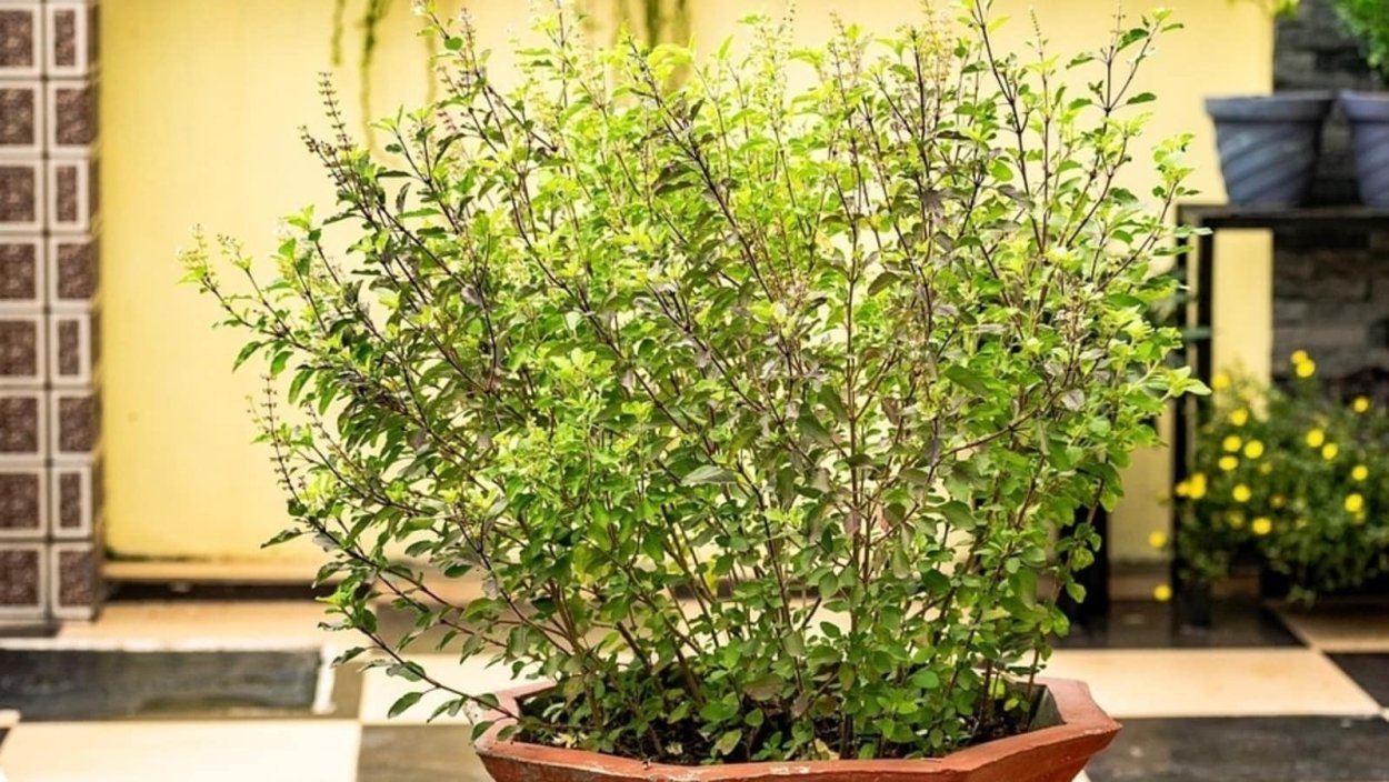 Тулси Кармешу