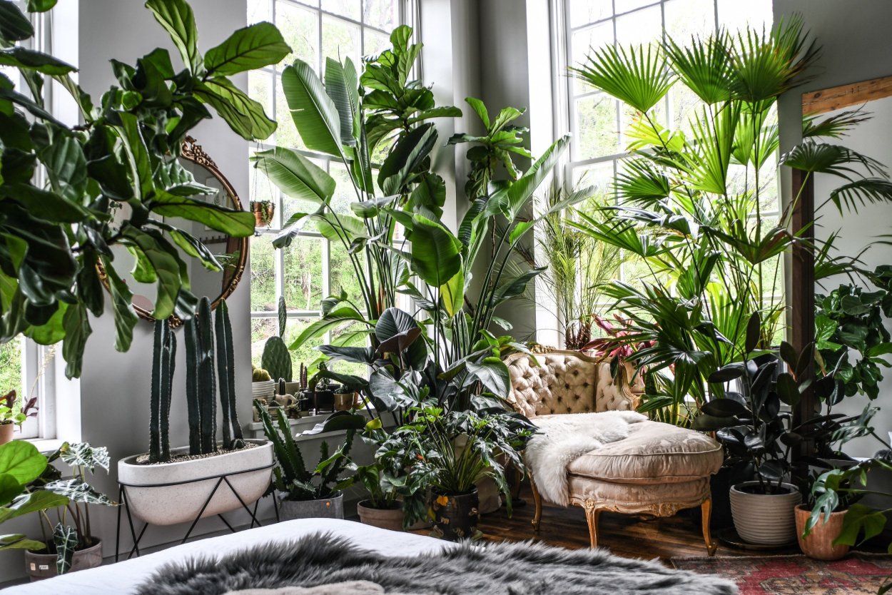 Лучшие растения для квартиры