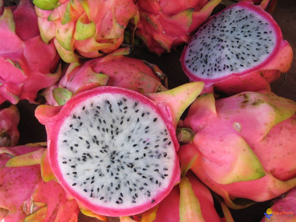 Мангустин питахайя гуава