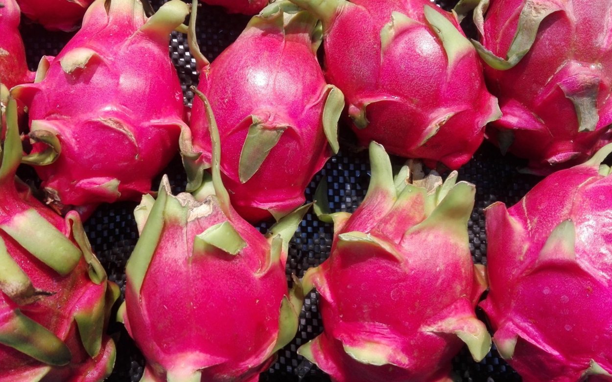 Роза питахайя