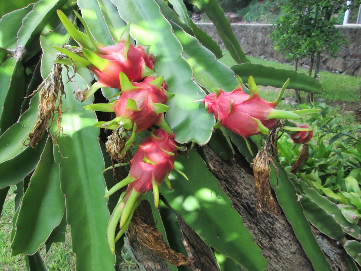 Питайя растение