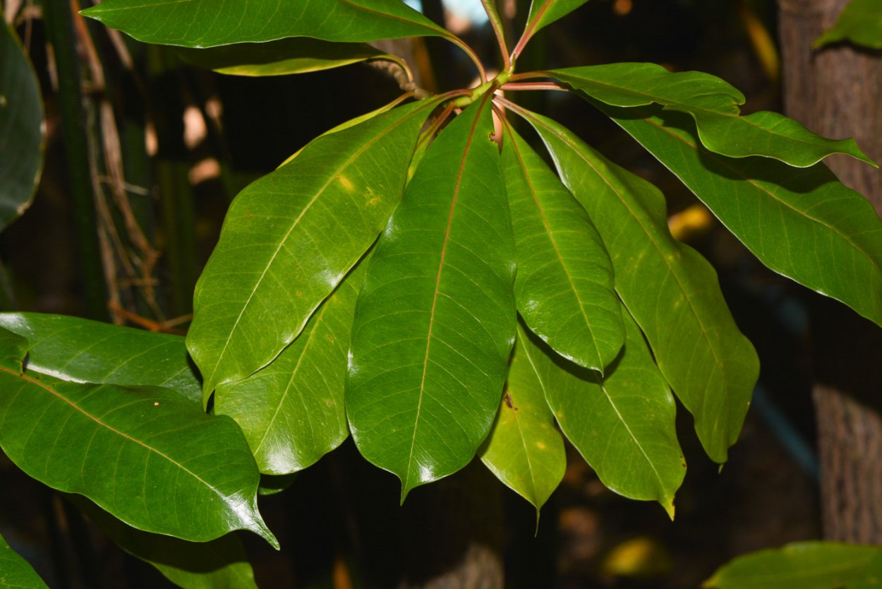 Cerbera odollam комнатное