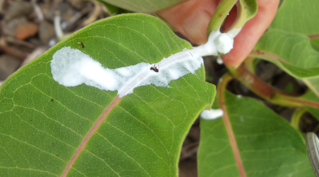 Млечный сок молочая