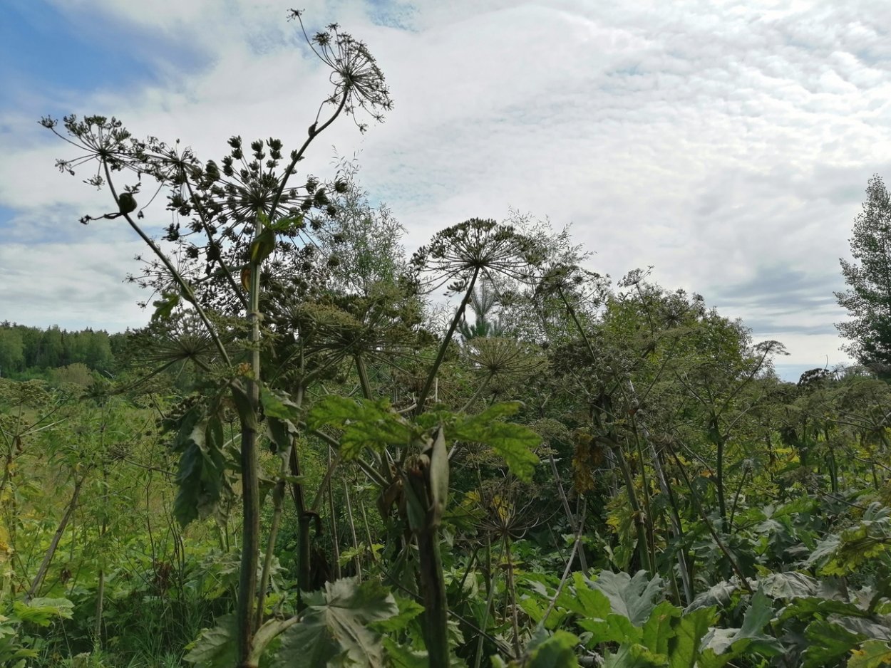 Борщевик Сосновского бутоны