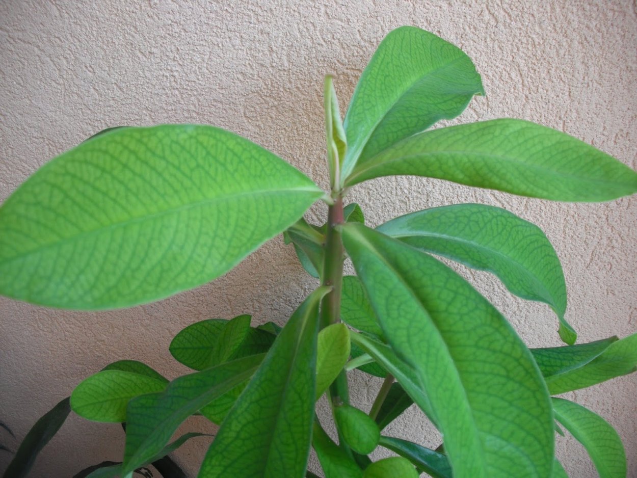 Молочай синадениум Румба..