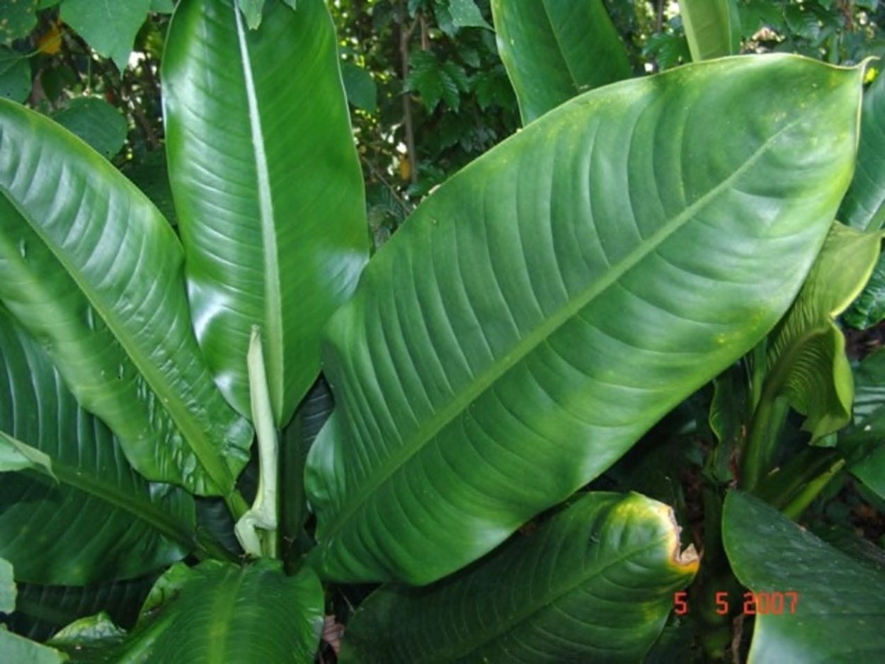 Диффенбахия longispatha