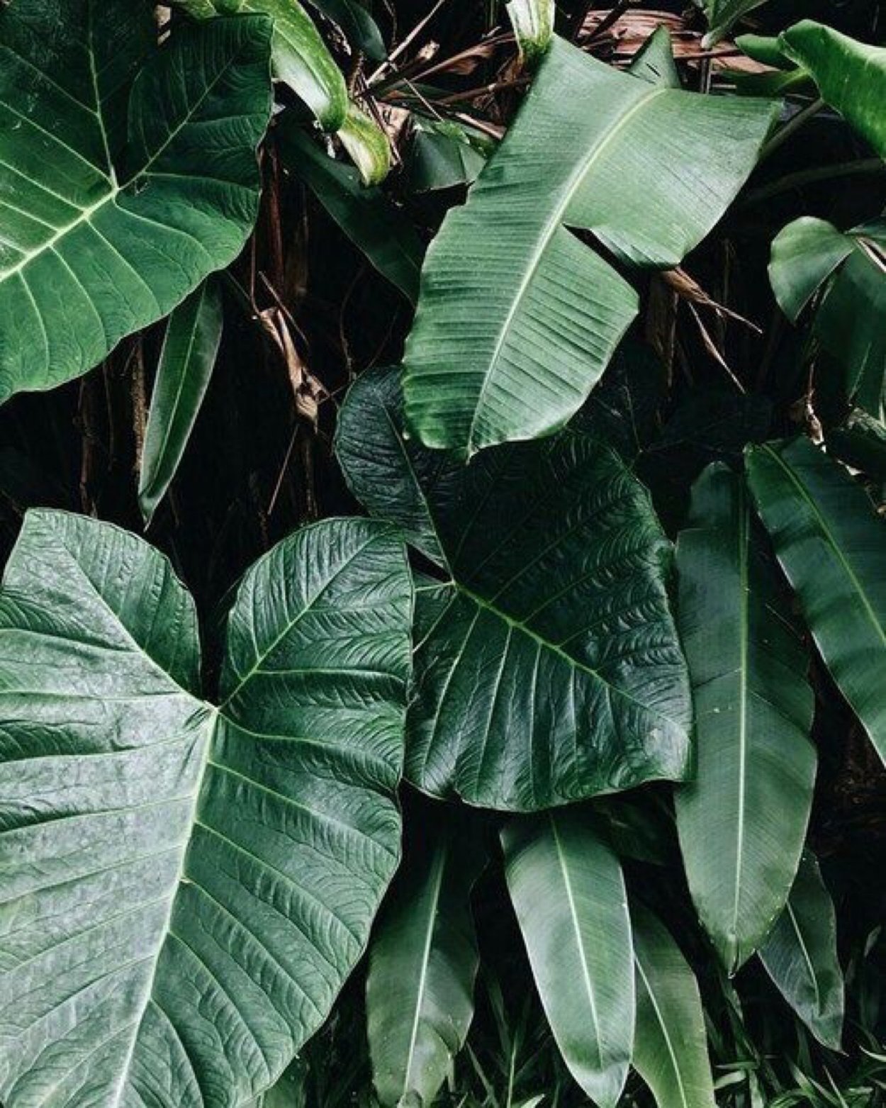 Листья растений