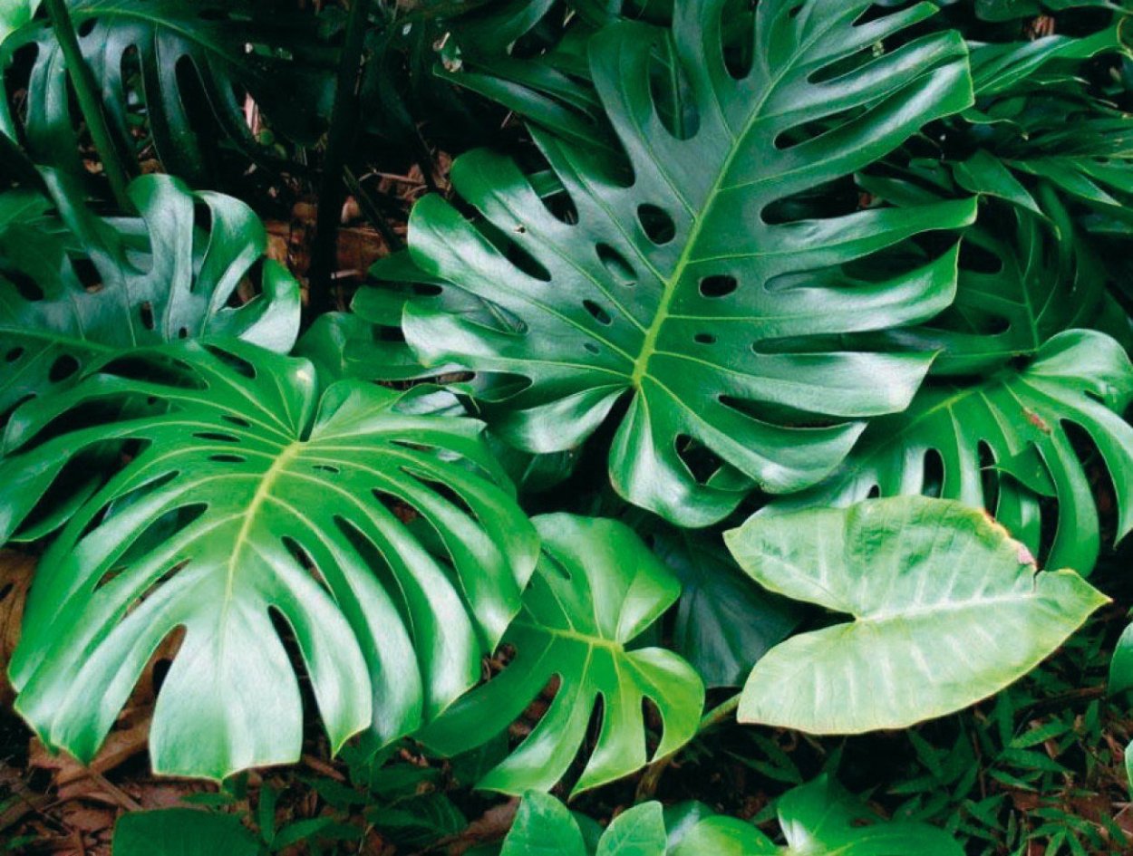 Монстера Делициоза (Monstera deliciosa)
