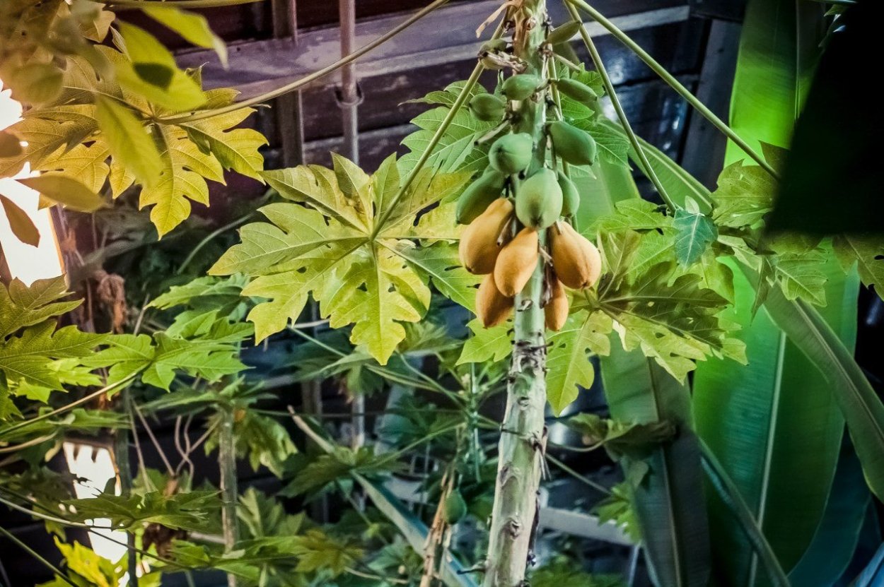 Семена тропических растений