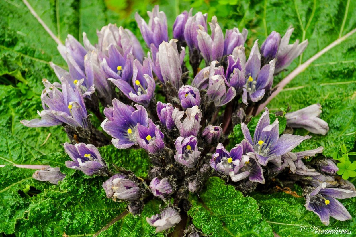 Мандрагора растение