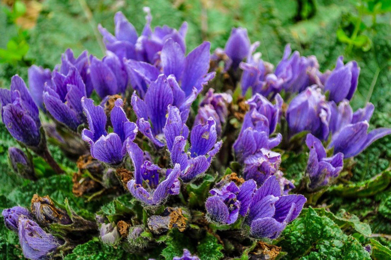 Мандрагора Ведьмин цветок