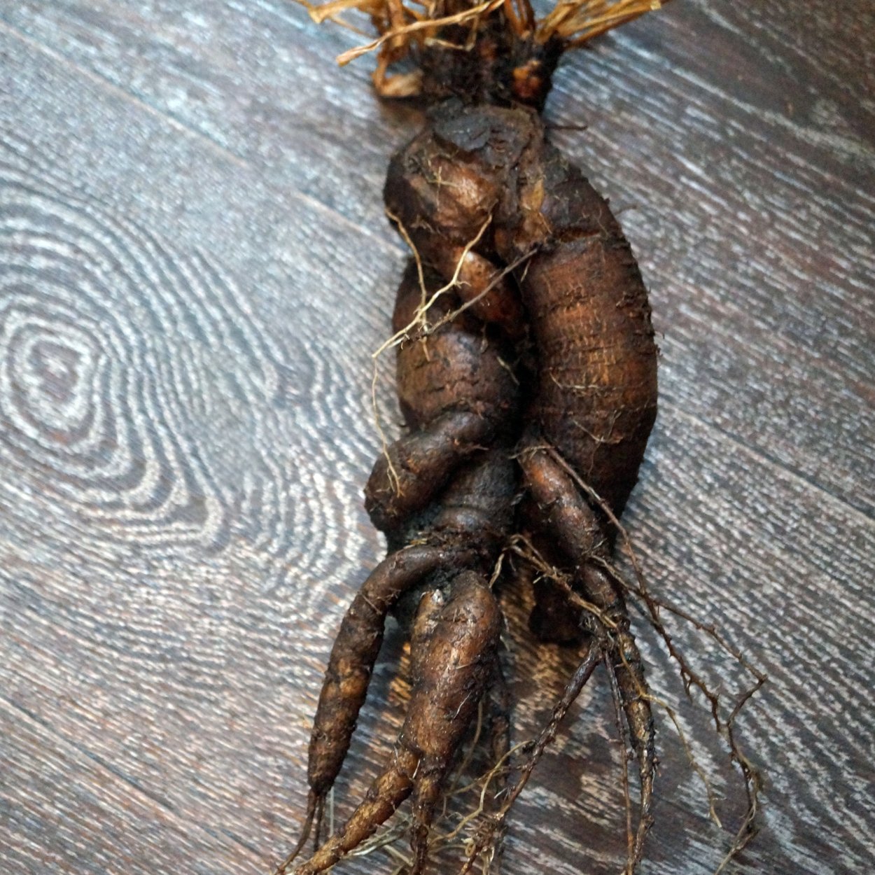 Дерево Мандрагора