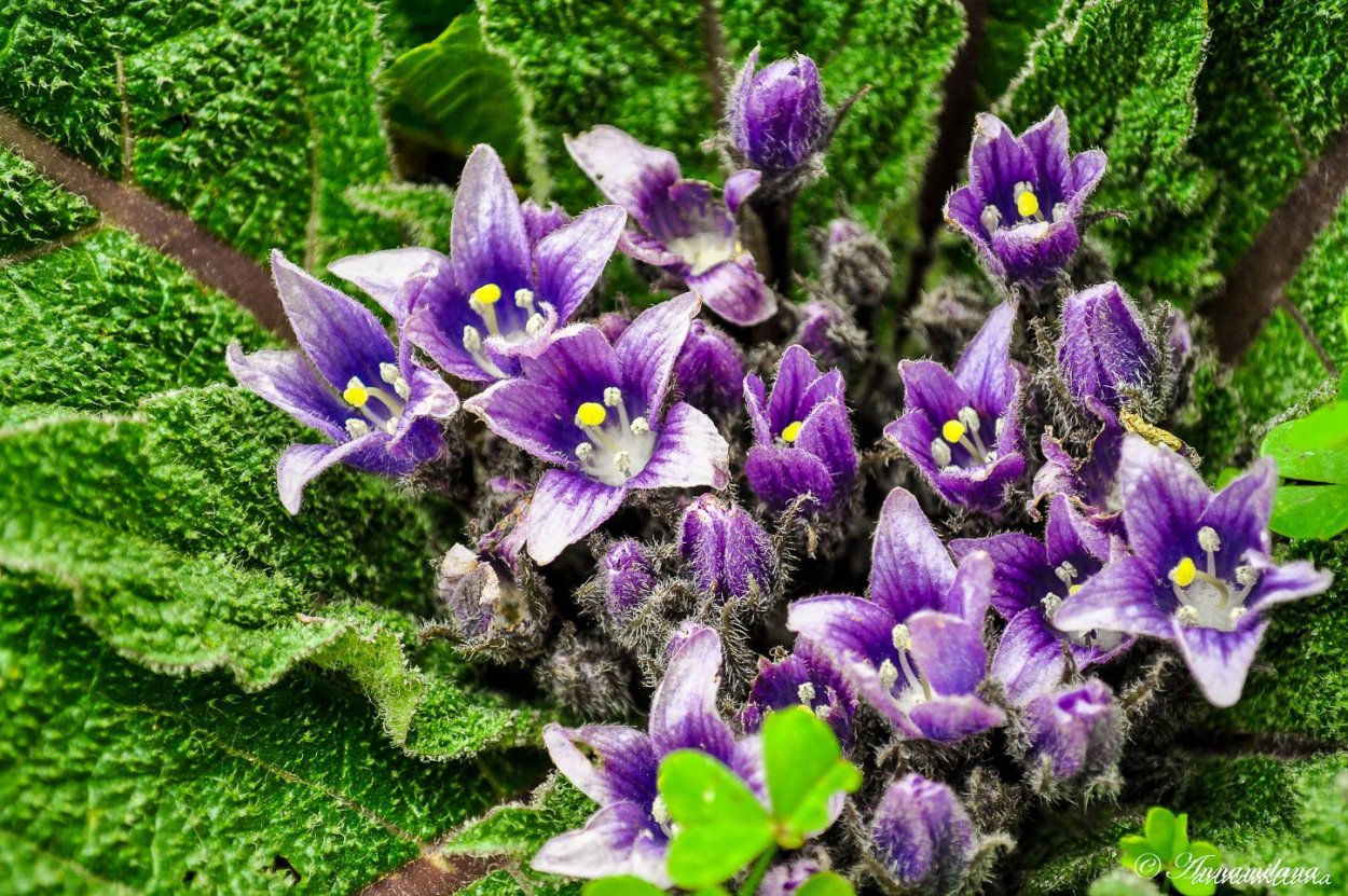 Цветок Мандрагоры