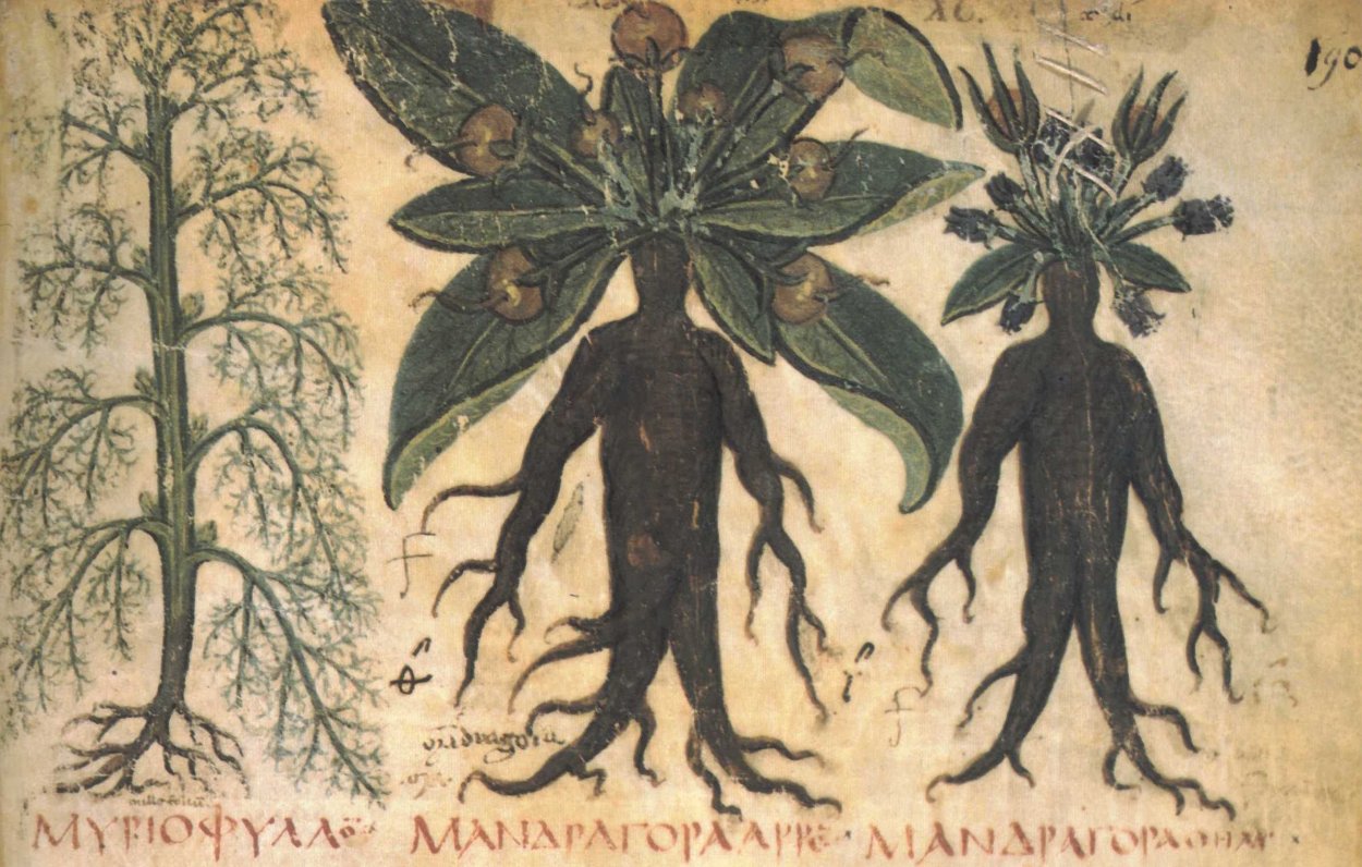 Волшебник мандрагор