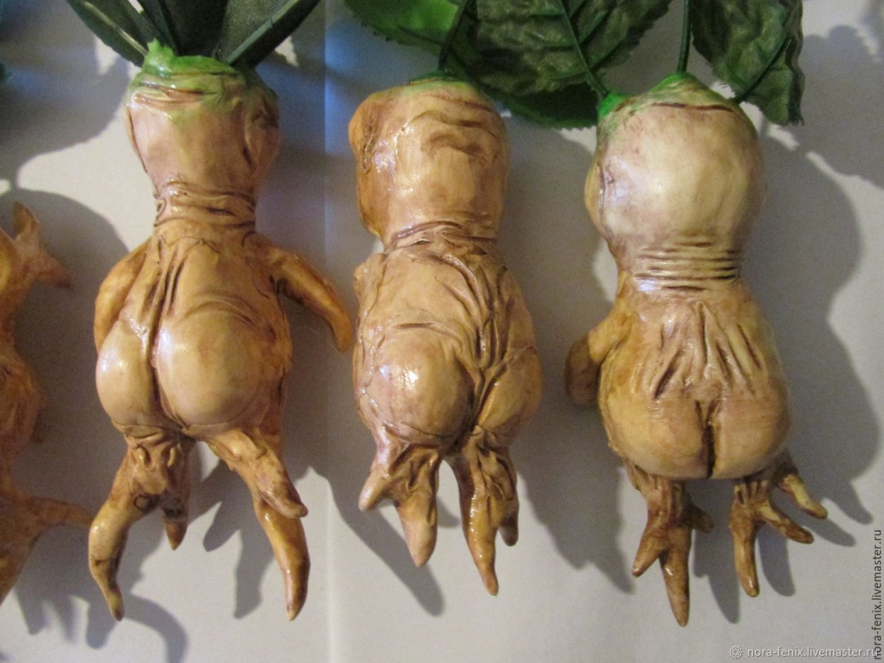 Мандрагора Гарри Поттер