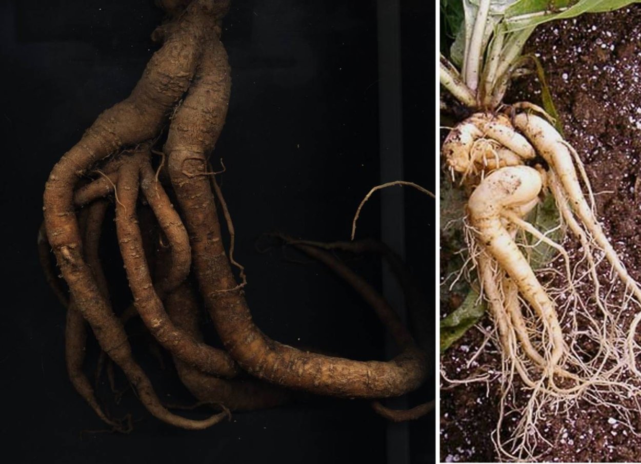 Мандрагора растение корень