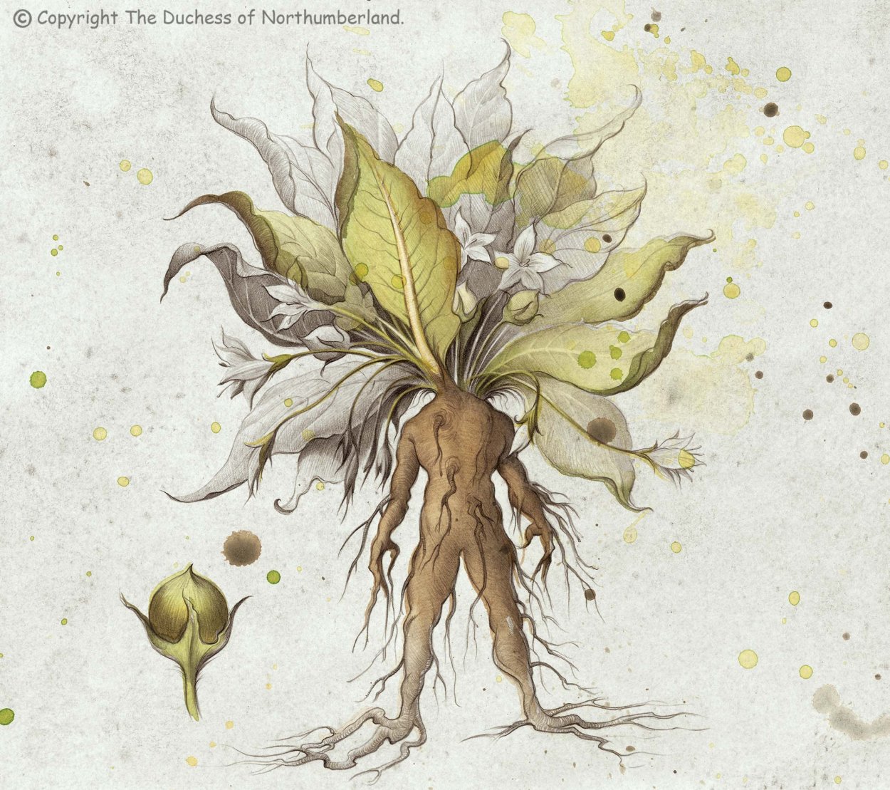 Мандрагора галлюциноген