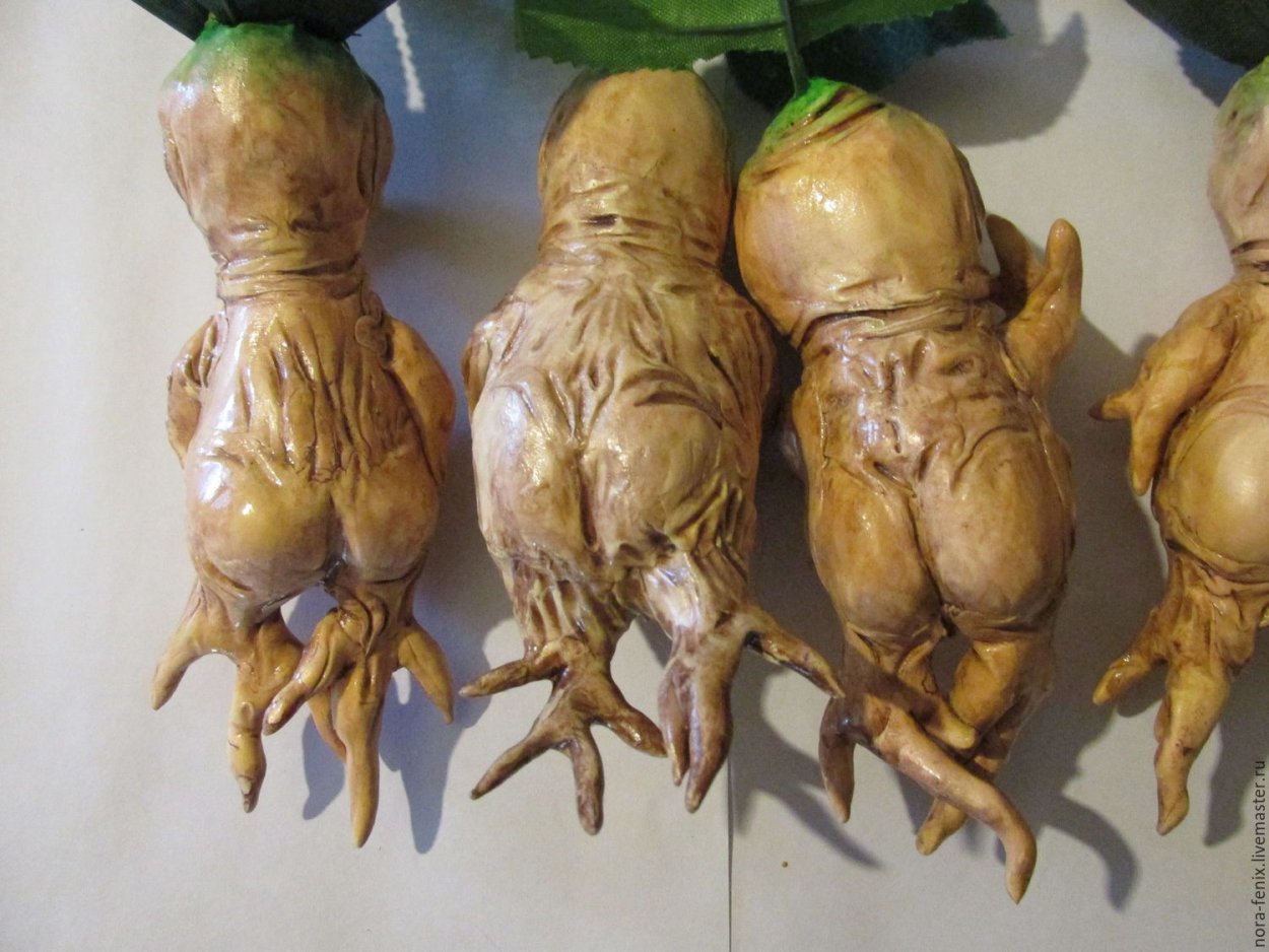 Мандрагора растение корень