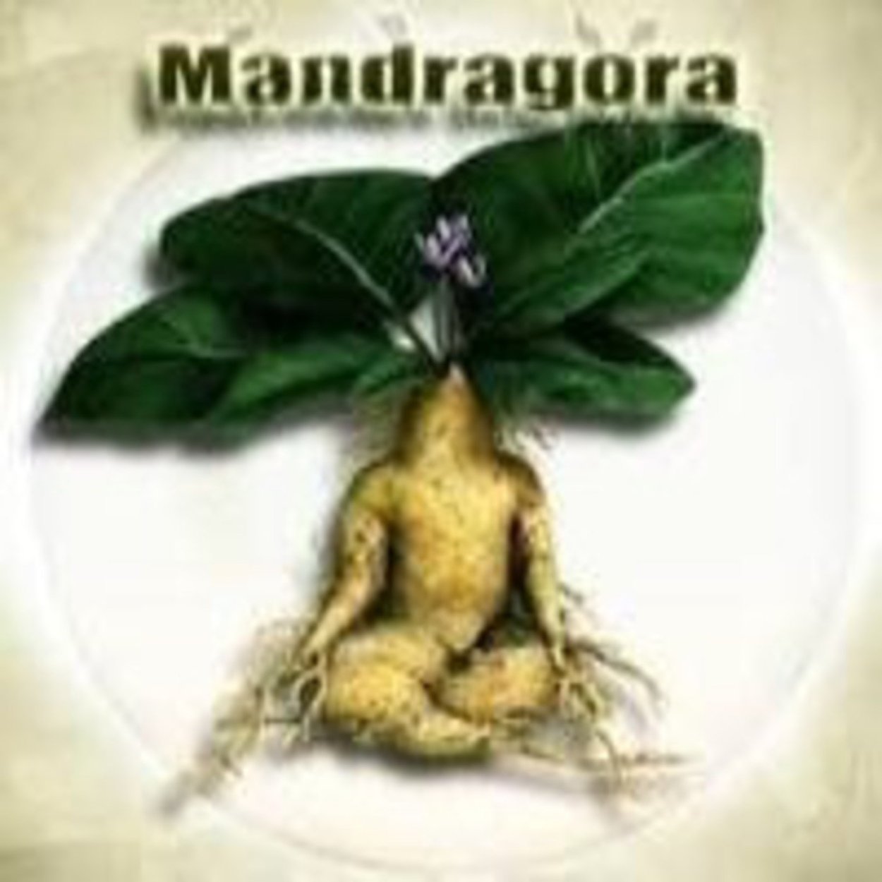 Мандрагора европейская (корень)