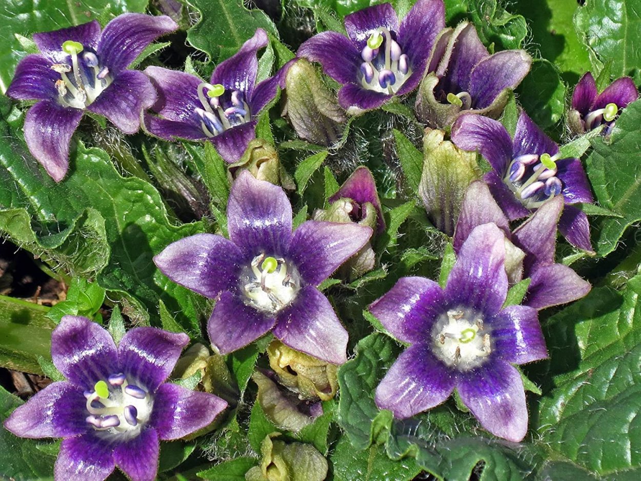 Mandragora officinarum