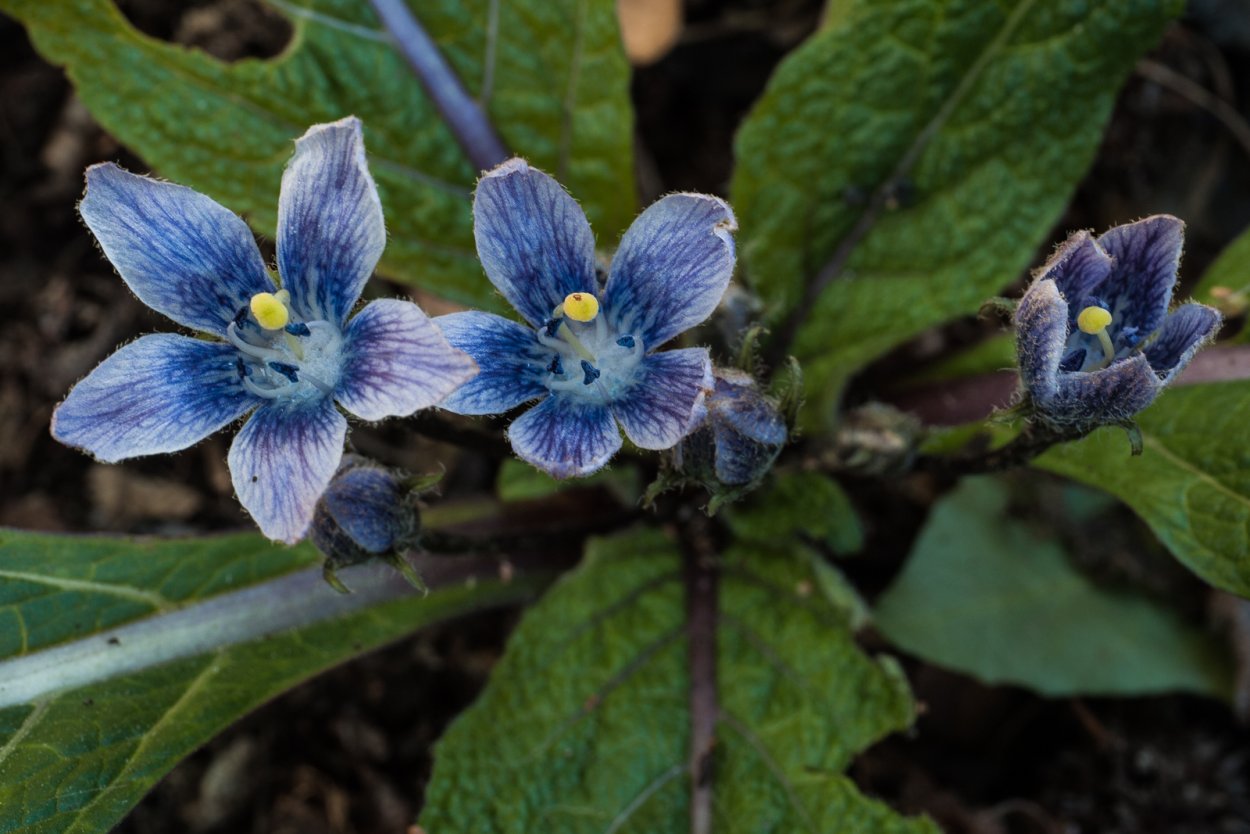 Мандрагора Ведьмин цветок