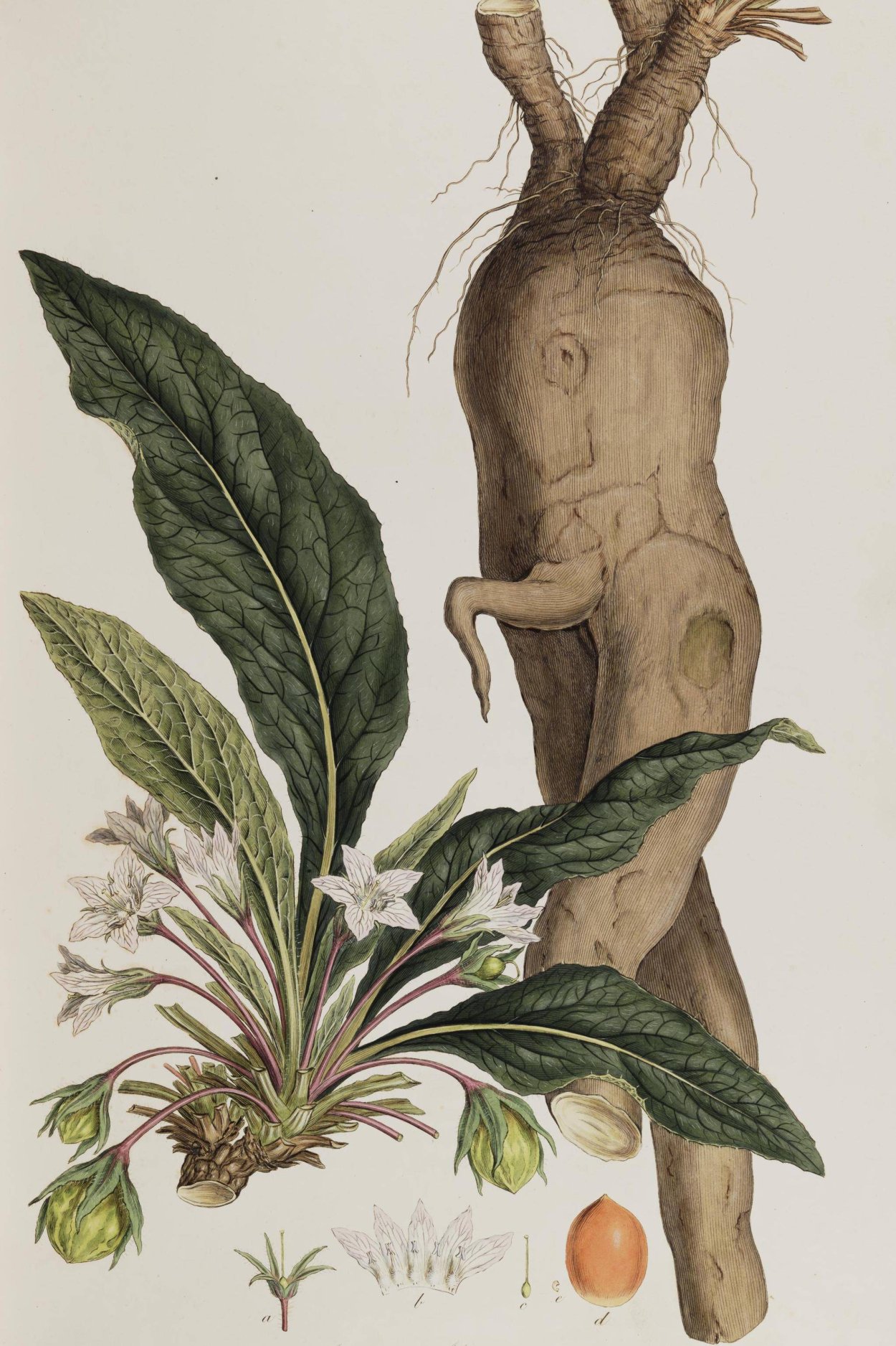 Мандрагора стеблевая