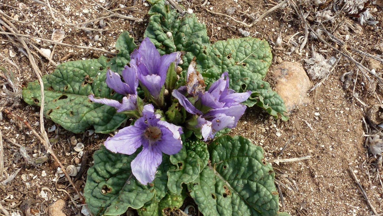 Цветок Мандрагоры