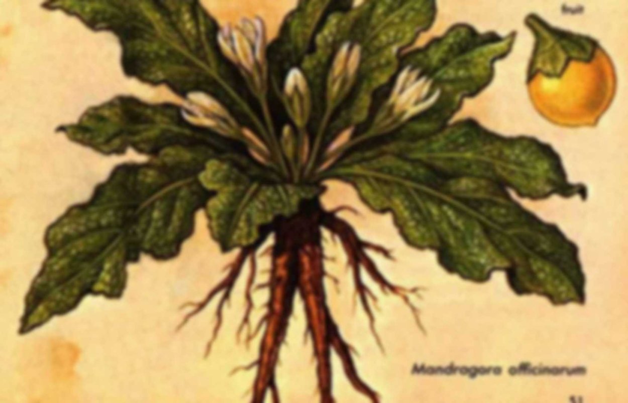 Мандрагора ядовитое растение