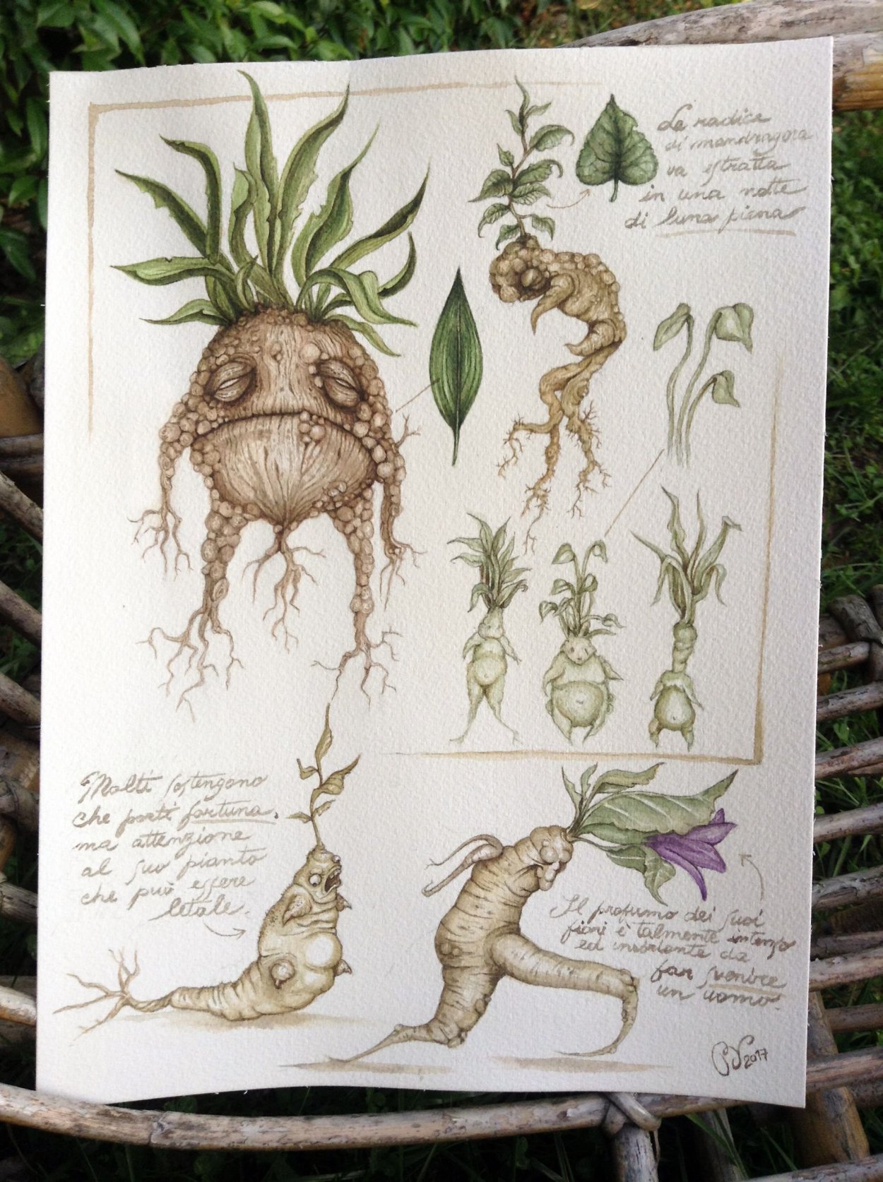 Травология Гарри Поттер Мандрагора