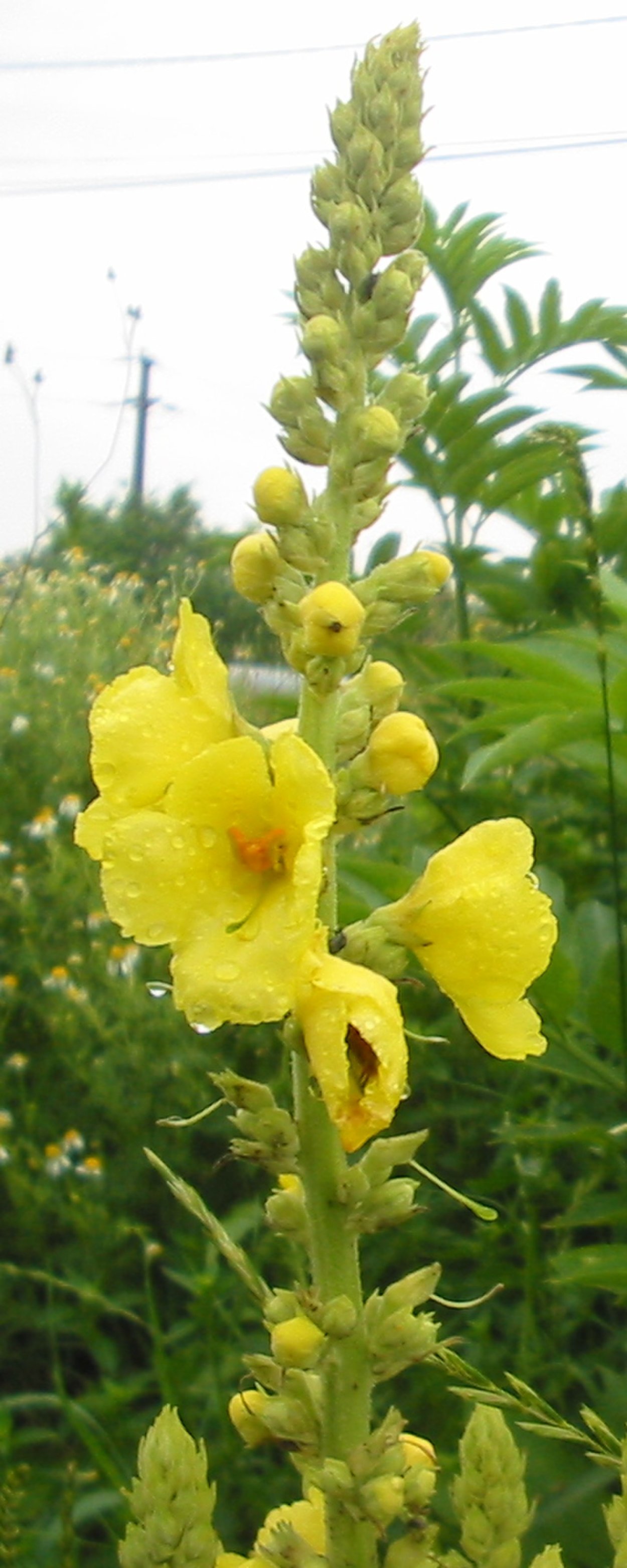 Коровяк раскидистый Verbascum laxum