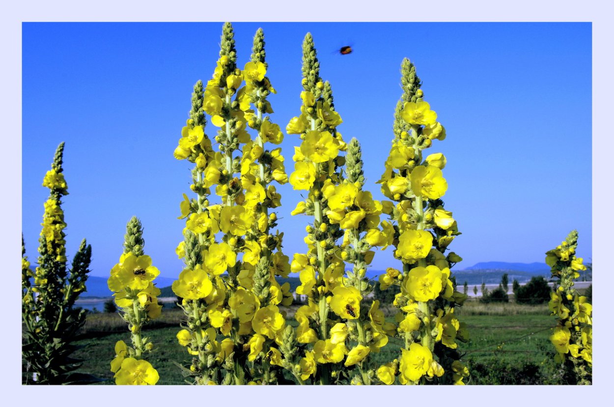 Коровяк обыкновенный