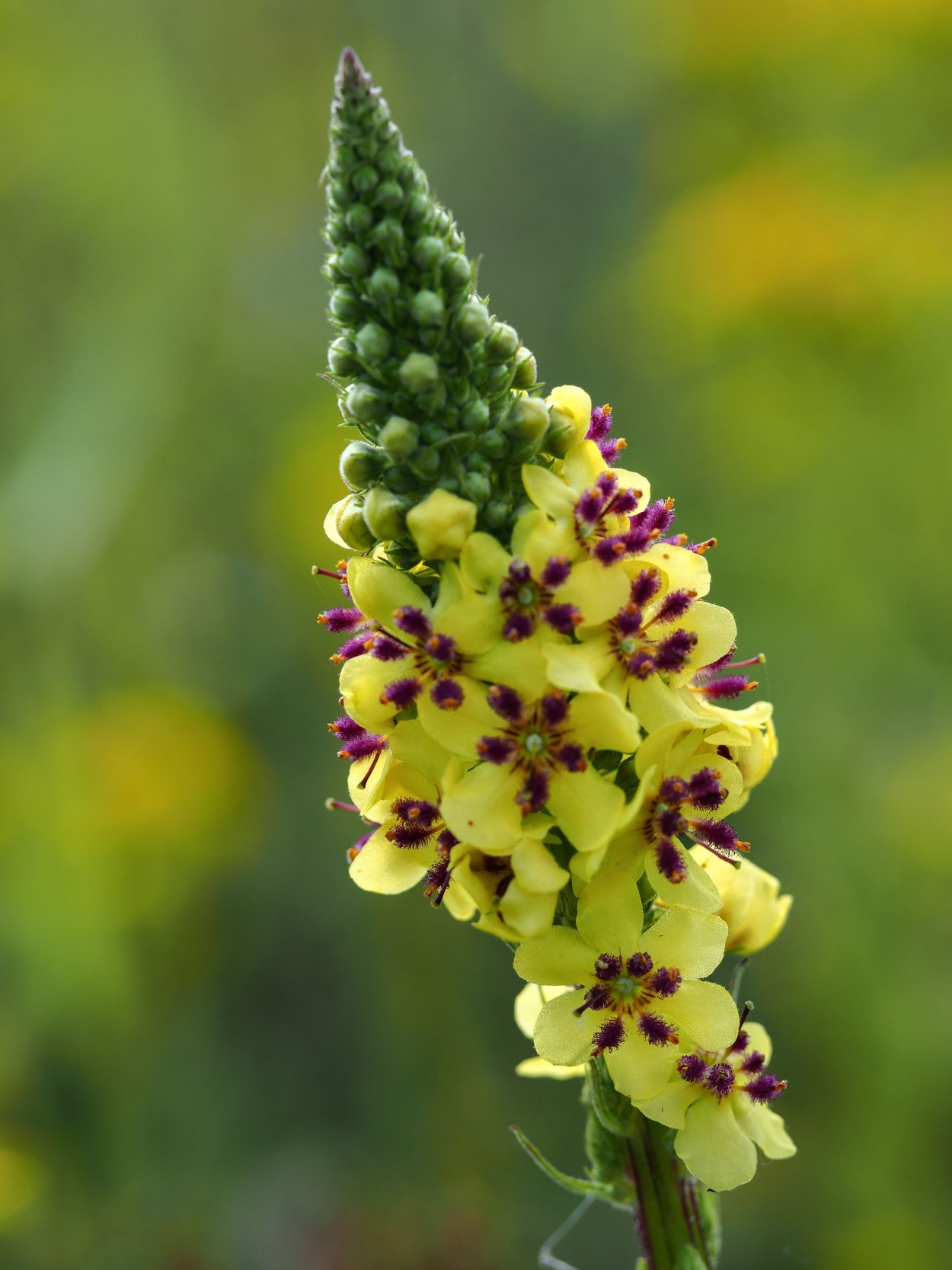 Коровяк цветок