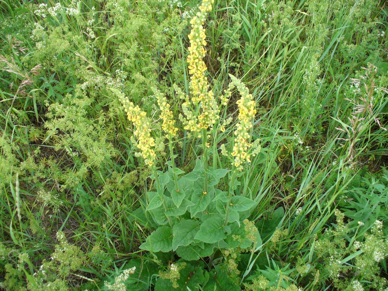 Коровяк обыкновенный