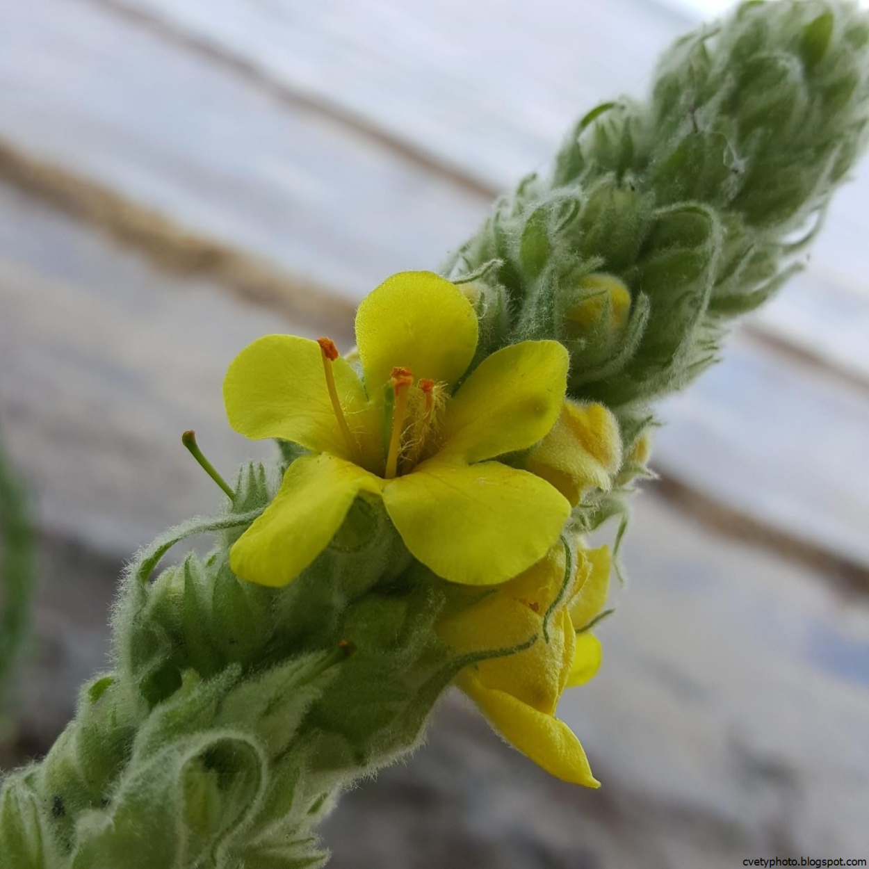 Медвежье ухо цветок