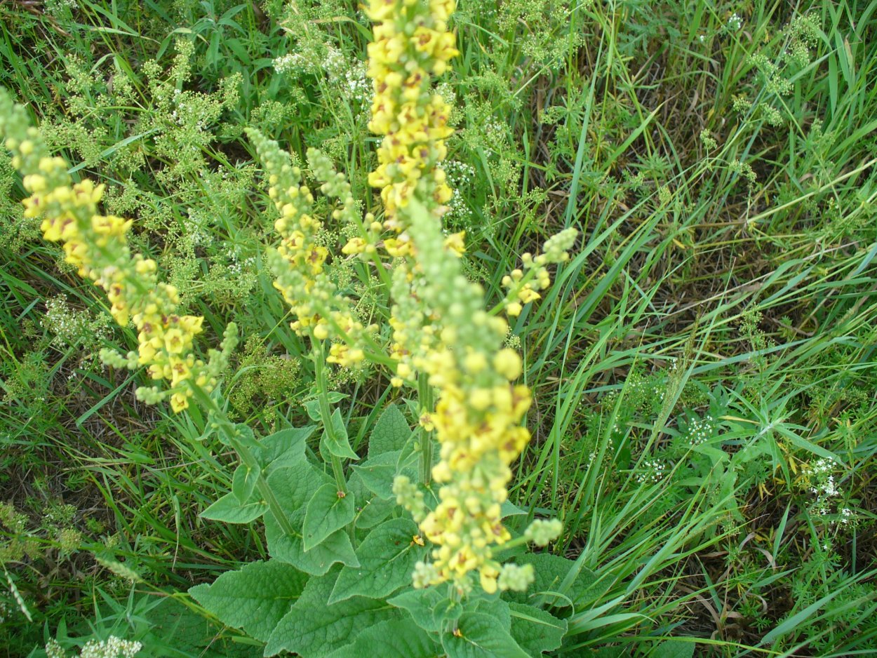 Растение коровяк вектор