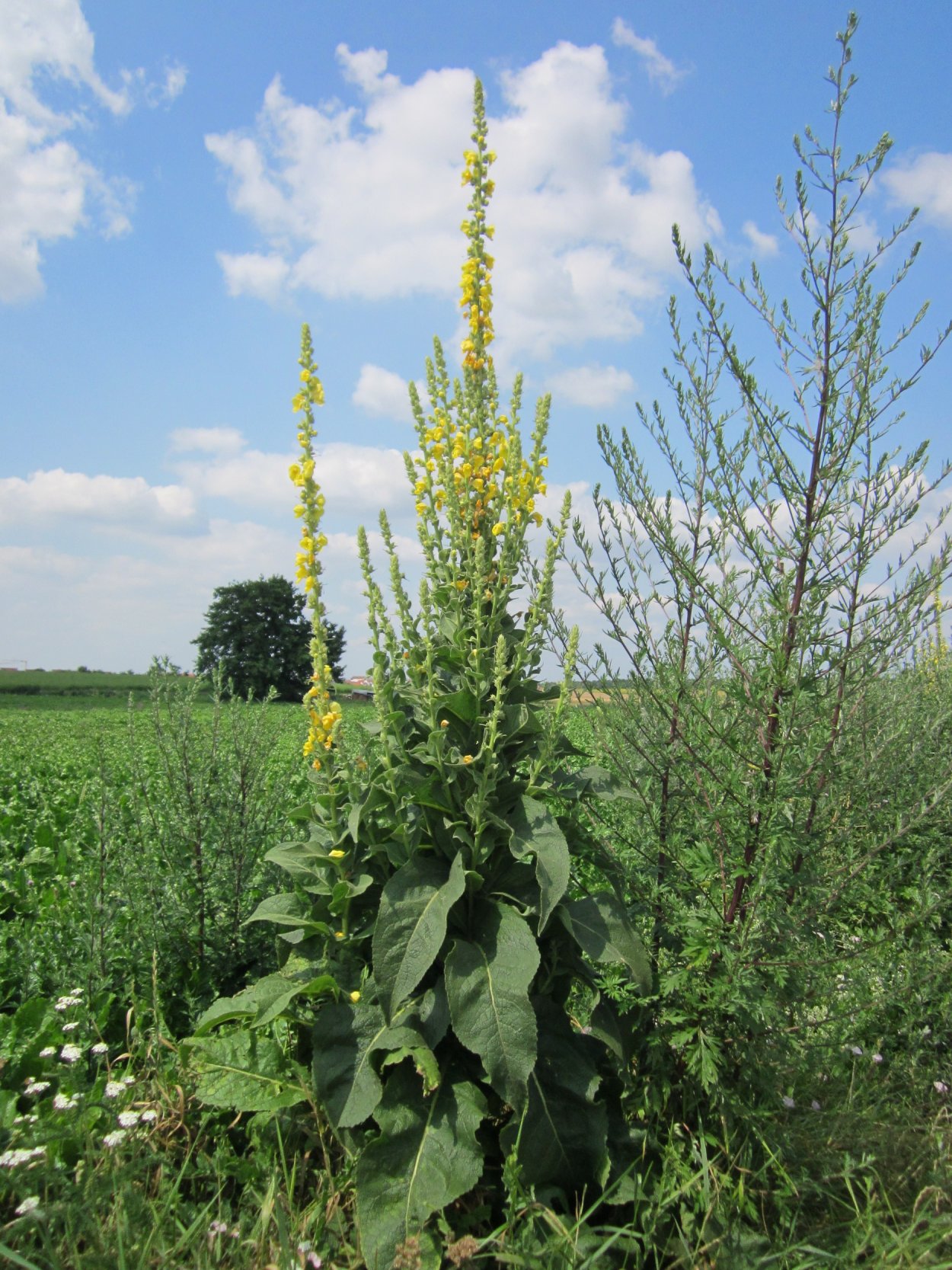 Коровяк густоцветный