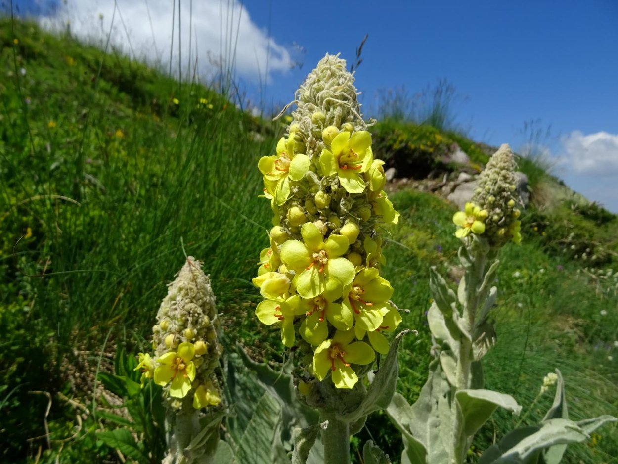 Коровяк Медвежье ухо ( Verbascum Thapsus l.)