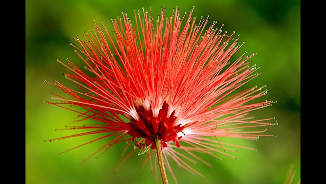 Цветок ярко красная метелка